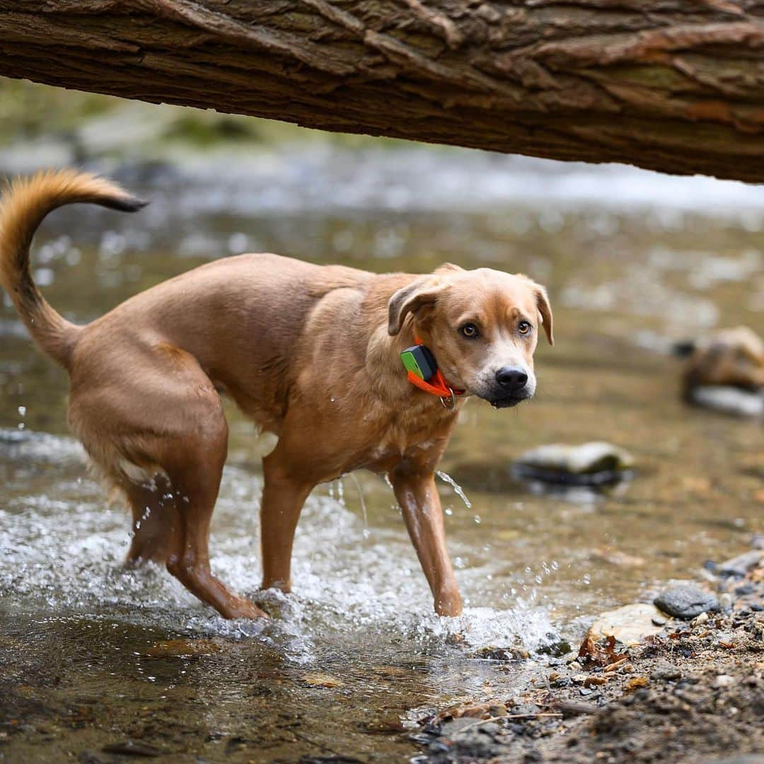 The Dogistさんのインスタグラム写真 - (The DogistInstagram)「Finn, “Sato” mix (1 y/o), Rolling Hill Park, Gladwyne, PA • “He doesn't swim but he’ll go in up to his chest. He did the doggy paddle once by accident. He was trying to retrieve a ball, fell off the ledge and realized he made a big mistake. He was happy that he did it but he didn’t do it again. I’ve never given up on him swimming. I will try. He likes paddleboarding.” @keepingfinn, a rescue from @thesatoproject」12月2日 3時17分 - thedogist