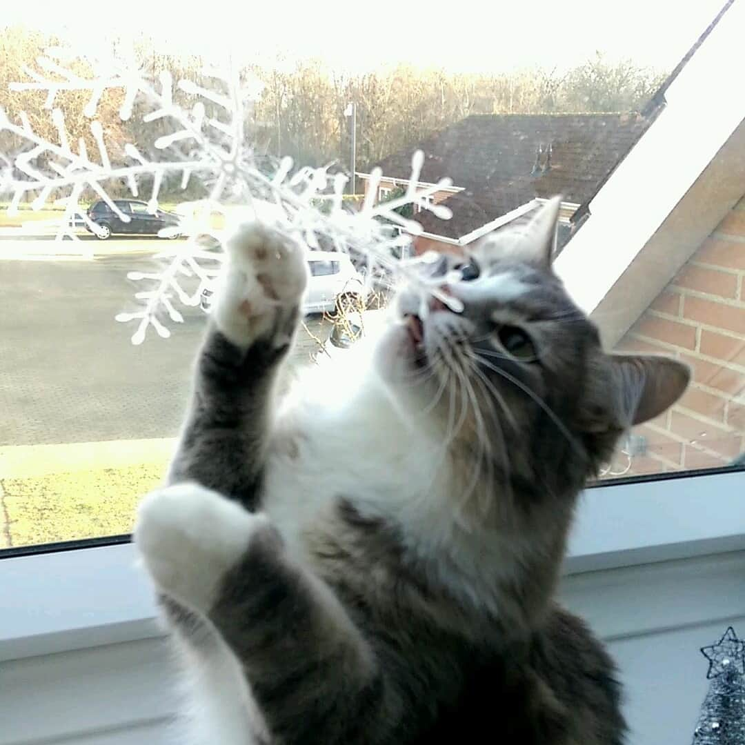 Nila & Miloさんのインスタグラム写真 - (Nila & MiloInstagram)「Yes! Finally time to go all in on ornaments! 😹❤️🎄 #playtime #christmasornaments #thebomb #snowflake #cats」12月2日 3時32分 - nilamilo