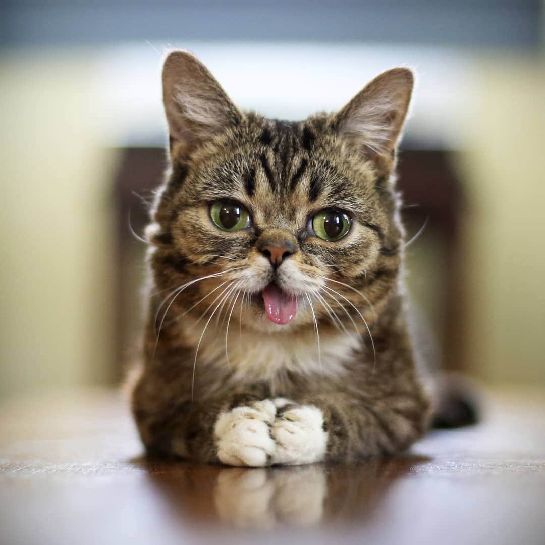 Lil BUBさんのインスタグラム写真 - (Lil BUBInstagram)12月2日 5時23分 - iamlilbub