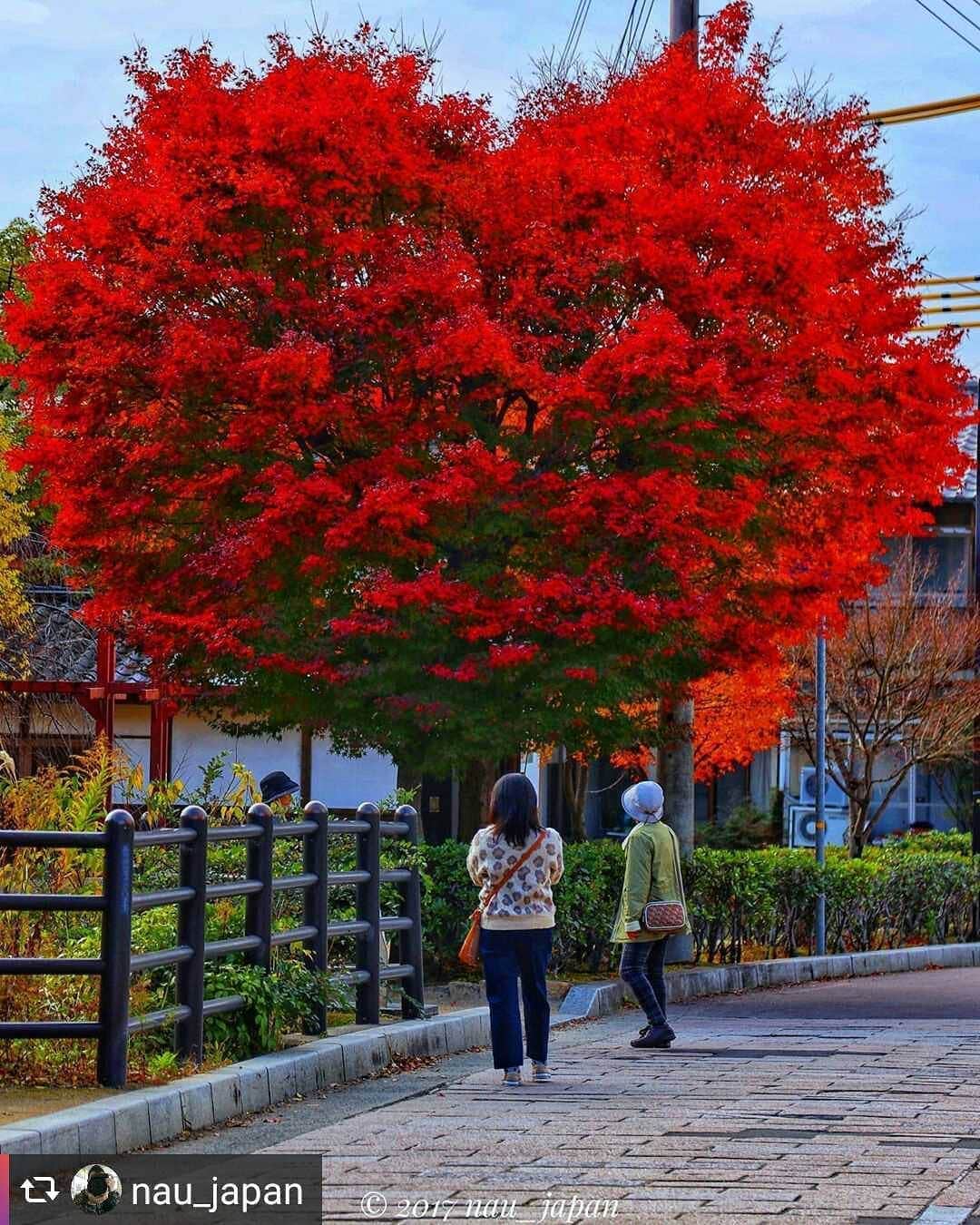 兵庫県さんのインスタグラム写真 - (兵庫県Instagram)「兵庫県公式インスタグラム『love_hyogo』です。  love_hyogoでは皆さんが#lovehyogo のハッシュタグを付けて投稿していただいた写真から素敵な写真をご紹介させていただきます。  本日のピックアップは @nau_japan さんのお写真です👑 ハッシュタグをつけての投稿ありがとうございます🙏  写真は姫路市本町の千姫の小径での一枚です📷  姫路城の中濠と船場川に整備された散策路、千姫の小怪のすぐ横にあるハートのモミジの木です🍁 こちら、ちょっとした話題スポットにもなっています❤ 人工的に作られた形ではなく自然にハートの形になってきたとのこと❗ まだまだ下の方は緑の葉があるので、あともう少しで真っ赤なハートのモミジが完成するかもしれませんね😍💕 近くにはバス停もあり、車も通る道沿いにあるので十分に気を付けて撮影してくださいね😉✨ 兵庫にまつわる投稿は#lovehyogo のハッシュタグをお願いします👈  #兵庫県#兵庫#lovehyogo#love_hyogo#photooftheday#followme#姫路市#姫路城 #千姫の小径#モミジ#ハートのモミジ#自慢したい兵庫の景色」12月2日 16時43分 - love_hyogo