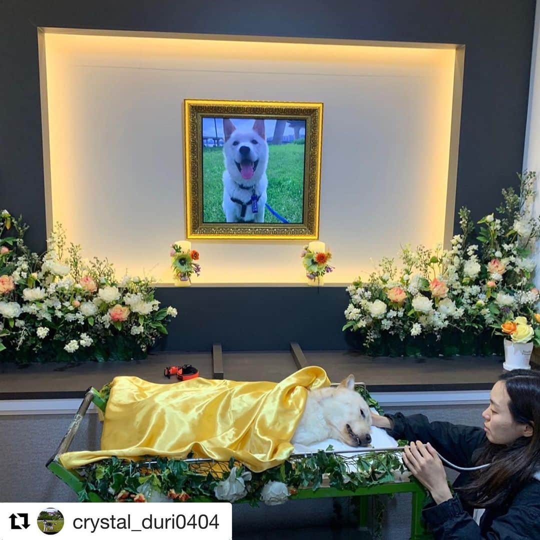 ブライアンさんのインスタグラム写真 - (ブライアンInstagram)「#Repost @crystal_duri0404 with @get_repost ・・・ <My dog was beaten to death by a trainer> (* Please share this tragic news with others/* you can find the link for national petition on my instagram profile)  On the 25th of October, my dog Dutch was away at training school and the trainer physically beat Dutch by using his legs and knees, and even exerted the use of multiple blunt weapons which resembled a pipe to critically harm my baby.  I called him for an update about my dog and upon not receiving a response, I ended up calling the trainer and at that  moment I discovered the tragic news. When I got there, to my shock and horror, my poor Dutch was lying lifelessly, stone cold on a hammock. We demanded for CCTV footage, but the trainer was obstinate in his inability to provide it.  Because he “forgot his password,”. Upon threats of calling the police, he admitted that he was just concocting a bunch of excuses and this was all a lie and he had purposely reformatted the CCTV footage. With the help of the police, we were finally able to procure the CCTV footage. On the CCTV, we could only see our dog stumbling back into his kennel. It was apparent that there were no steps taken to follow up on Dutch’s poor condition.  We gave the trainer an ultimatum: to post a sincere apology and pay reparations for Dutch’s death in an amount which he felt equated to his guilty actions.  He outright refused, stating his constitutional right to abstain from making an apology which he believed went “against his conscience.” . I have come to the conclusion that this is part of a greater societal problem in South Korea.  We have not enacted laws  that are strong enough to regulate animal abuse or mistreatment.  Just because Dutch was a dog does not negate the fact that he is not entitled to the same sense of safety as the rest of us. . In light of this, I  have posted a national petition on the government website which is centred on  the strengthening of animal protection laws. I intend it to be a way for us Koreans to open our eyes and realize that our  animal companions deserve the same safety and protection as human beings.」12月2日 16時46分 - thebrianjoo