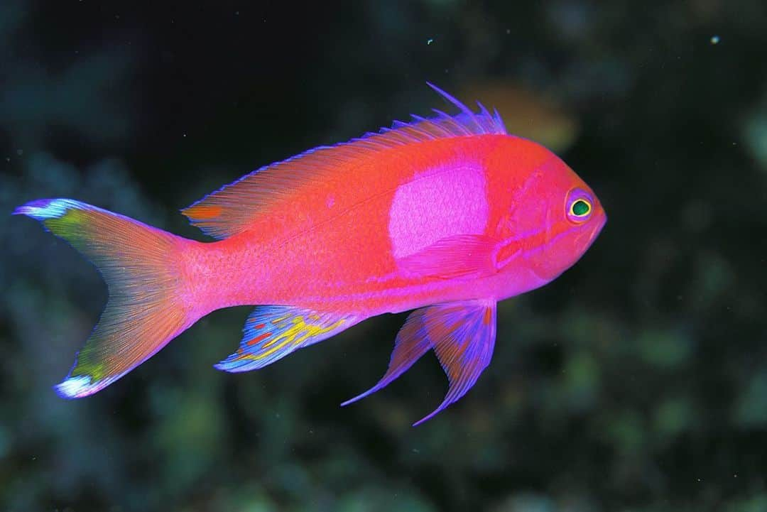 National Geographic Creativeさんのインスタグラム写真 - (National Geographic CreativeInstagram)「Photo by @timlaman | A close-up of a colorful squarespot anthias fish swimming in Palau. #Fish #Palau #Underwater #Sealife」12月2日 7時44分 - natgeointhefield