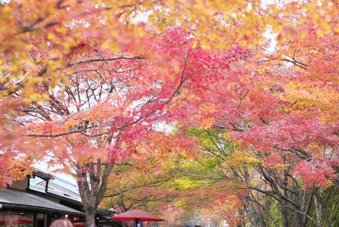 kiccyomuさんのインスタグラム写真 - (kiccyomuInstagram)「☁️ 2019.12.02 Mon 京都の #紅葉 🍁 今年は遅いと言われていたので… #大原 の #三千院 へ 綺麗過ぎ…ここは外せませんネ〜☺️ * 今日も元気に🤗 * location #京都 撮影 11月22日」12月2日 7時57分 - kiccyomu