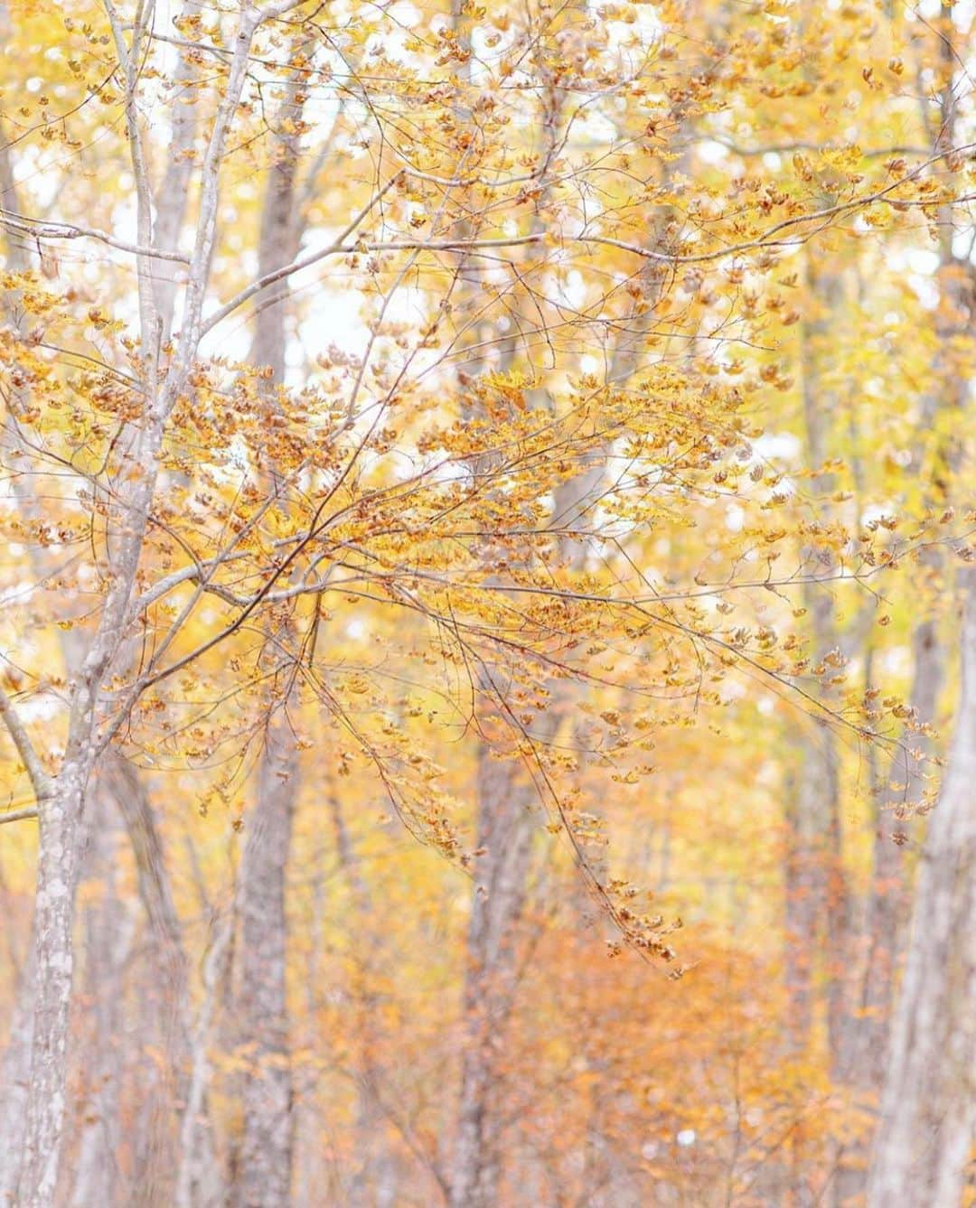 はなまっぷ❁日本の花風景さんのインスタグラム写真 - (はなまっぷ❁日本の花風景Instagram)「🍂🍁はなまっぷの紅葉まつり🍁🍂 * @llllllltorulllllll さんの 紅葉に花まるを💮 * 色とりどりに染まる美しい日本の秋をありがとうございます😊🍁🍂 * 見頃を過ぎている場所もご紹介しています。 お出かけの際はHP等で最新の情報をご確認くださいね🙏🍁 * 🍁•••🍂•••🍁•••🍂•••🍁•••🍂 * 🍂🍁はなまっぷの紅葉まつり🍁🍂 〜紅葉の季節が終わる頃まで #はなまっぷ  のタグの中から、紅葉のお写真をご紹介させていただきます。期間中はランダムに、複数枚投稿でもご紹介させていただく場合がございます。 * #秋#紅葉#風景#はなまっぷ」12月2日 8時24分 - hanamap