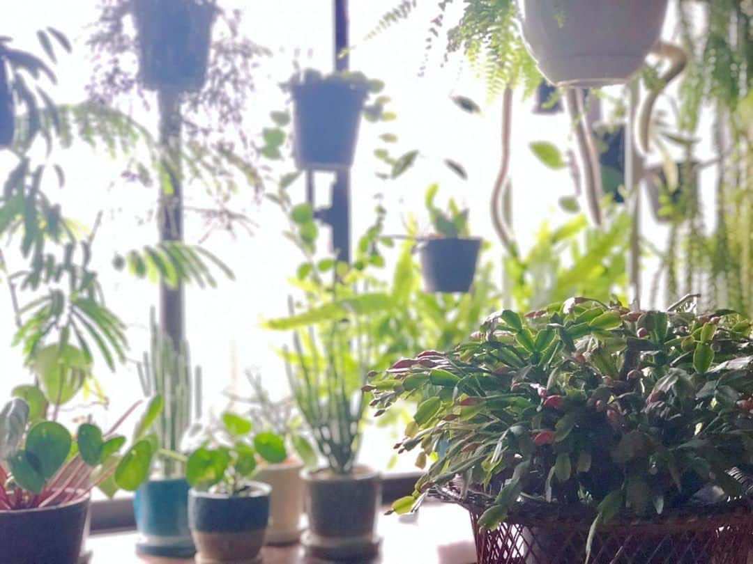 平野実穂さんのインスタグラム写真 - (平野実穂Instagram)「It is a houseplant of my home🌿 シャコバサボテンの蕾が大きくなってきた🥰 我が家の癒しスポットです🌿🌿🌿 ハンギングプランツやサボテン、ニョロニョロ系が好きで色々調べて集めてます😏  #ハンギングプランツ #hangingplants #plants  #シャコバサボテン #christmascactus #植物のある暮らし #indoorplants #観葉植物」12月2日 8時25分 - mihohiranoart