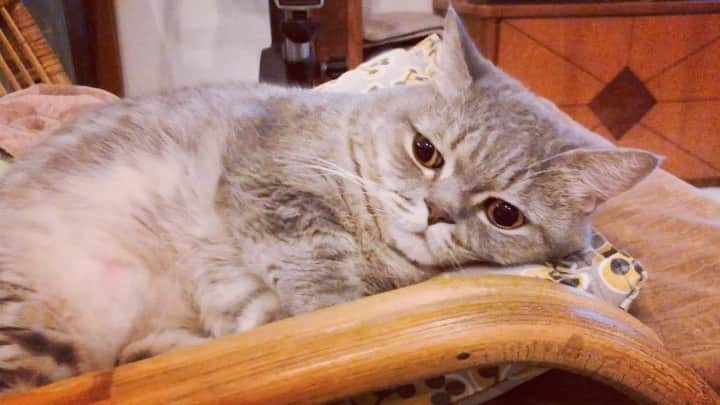 Pancakeのインスタグラム：「How to make a Pancake fall asleep 😴 #catkote #cats #catlovers #catsconnect #catstagram #catsoninstagram #sgcats #pets #petlovers #pancake #petstagram #instacats #thedailykitten  #instagramcats #munchkincats #neko #ねこ #マンチカン」