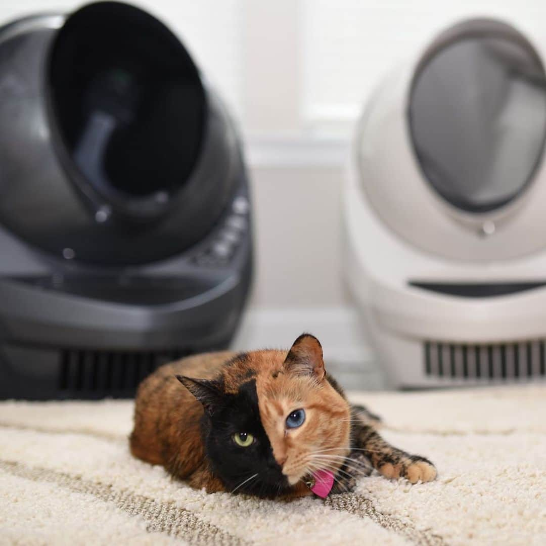 Venus Cat さんのインスタグラム写真 - (Venus Cat Instagram)「🎁 The 12 Days of Christmas Litter Robot giveaway is back!  12 Days, 12 Litter Robot units w/ accessories, 12 $200 Gift cards to @litterboxbrand for extra goodies .... 12 Winners! 🙀🎄🎁 . . That’s over $10,000 in prizes! .  There will be 1 winner every day starting today through December 12th. You can enter every day for free through the link in my bio or go to free.litter-robot.com.  Good luck everyone! 😺 📦📦 Due to shipping, giveaway is limited to US residents only.  Giveaway is sponsored by @thelitterrobot & @litterboxbrand and is not associated with Instagram.  #litterrobot #freelitterrobot #12DaysOfChristmas #litterbox #giveaway #sponsored」12月2日 8時57分 - venustwofacecat