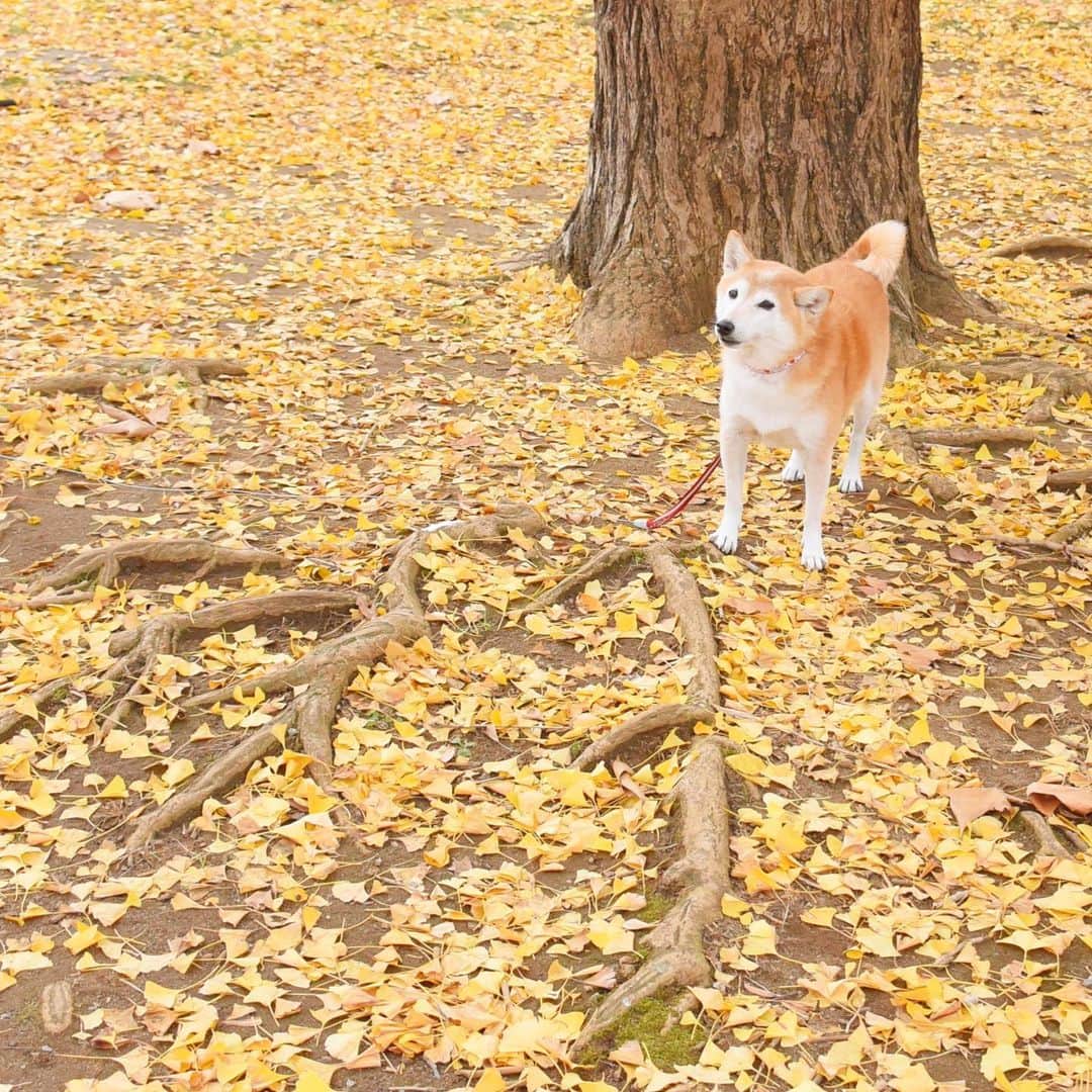 meekooさんのインスタグラム写真 - (meekooInstagram)「公園のイチョウの絨毯はほんのりでした💛 #秋りんご」12月2日 9時39分 - meekoo