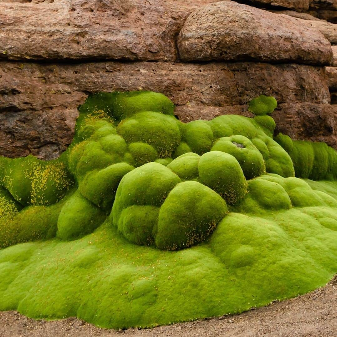 CNNさんのインスタグラム写真 - (CNNInstagram)「Swipe ➡️to see the oldest living things on Earth:⁣ 🌿The Yareta or llareta, bright green blobs that resemble moss-covered boulders, are actually flowering shrubs perfectly designed to withstand the high-altitude conditions of the Andes Mountains in Peru, Bolivia, northern Chile and western Argentina. The largest shrubs are approximately 3,000 years old.⁣ ⁣ 🌳Methuselah, a bristlecone pine in the White Mountains of California, is the oldest single tree on Earth at the ripe old age of about 5,000, making it the oldest known non-cloned organism on Earth. Its exact location is a guarded secret, but hikers can wander by its ancient peers.⁣ ⁣ 🌊A sprawling sea grass meadow 10 miles long near Spain ranks as the oldest known single organism on Earth, according to geneticists. One patch is estimated at 200,000 years old.⁣ (📸: Shutterstock)」12月2日 10時00分 - cnn