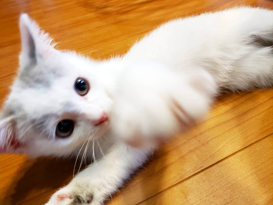 坂本詩緒里さんのインスタグラム写真 - (坂本詩緒里Instagram)「おはよう🐱  #猫のいる暮らし  #ねこすたぐらむ  #猫 #ねこ #にゃんこ  #ふわふわ  #もふもふ  #仲良し #家族 #かわいい #癒し #cat #cats  #catstagram」12月2日 10時17分 - jpba529
