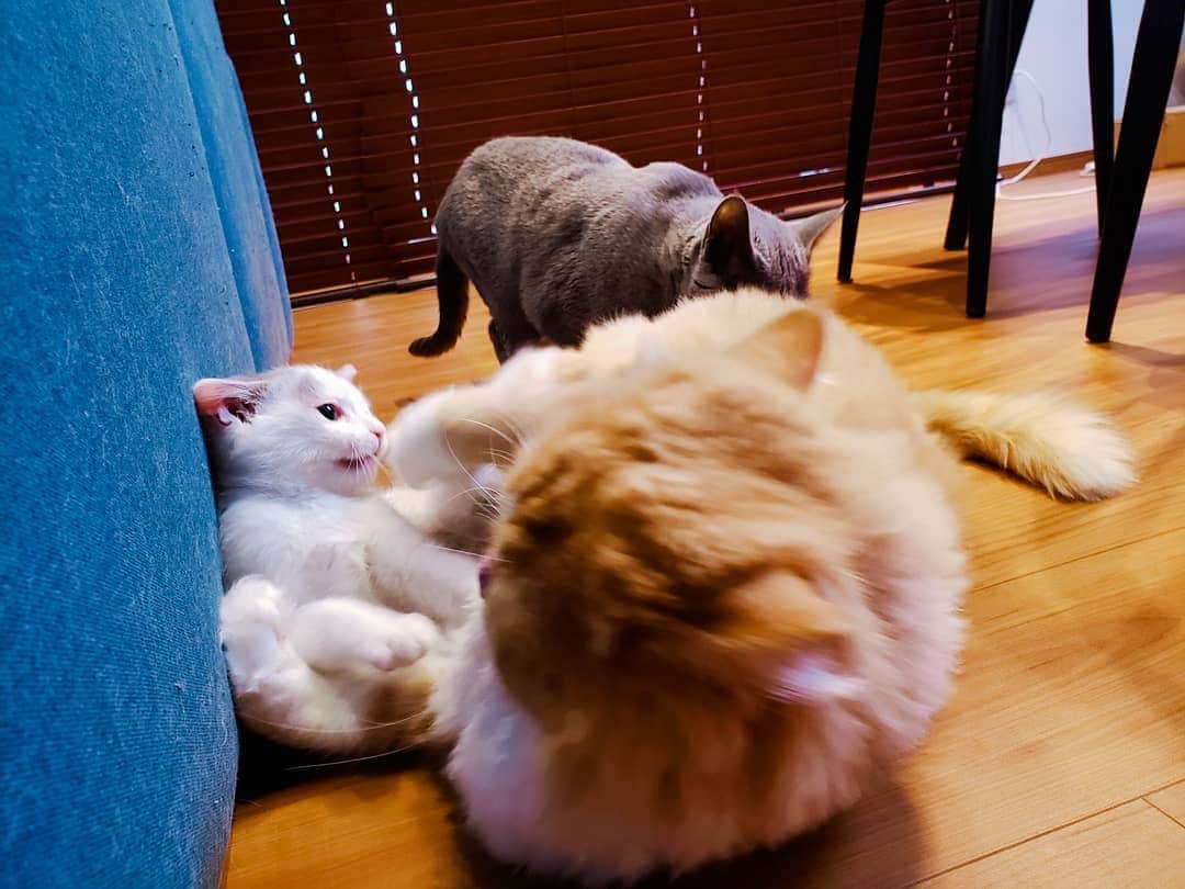 坂本詩緒里さんのインスタグラム写真 - (坂本詩緒里Instagram)「おはよう🐱  #猫のいる暮らし  #ねこすたぐらむ  #猫 #ねこ #にゃんこ  #ふわふわ  #もふもふ  #仲良し #家族 #かわいい #癒し #cat #cats  #catstagram」12月2日 10時17分 - jpba529
