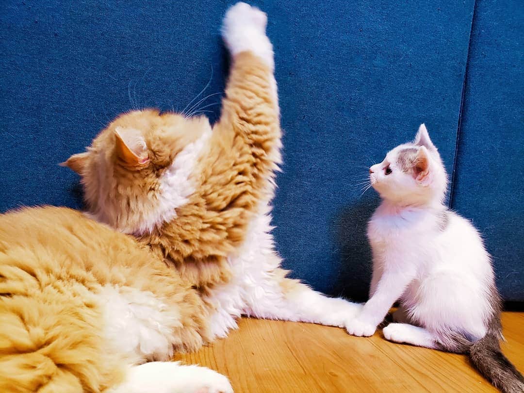 坂本詩緒里さんのインスタグラム写真 - (坂本詩緒里Instagram)「おはよう🐱  #猫のいる暮らし  #ねこすたぐらむ  #猫 #ねこ #にゃんこ  #ふわふわ  #もふもふ  #仲良し #家族 #かわいい #癒し #cat #cats  #catstagram」12月2日 10時17分 - jpba529