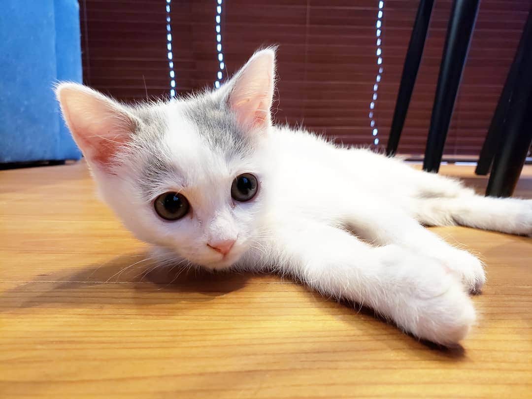 坂本詩緒里さんのインスタグラム写真 - (坂本詩緒里Instagram)「おはよう🐱  #猫のいる暮らし  #ねこすたぐらむ  #猫 #ねこ #にゃんこ  #ふわふわ  #もふもふ  #仲良し #家族 #かわいい #癒し #cat #cats  #catstagram」12月2日 10時17分 - jpba529