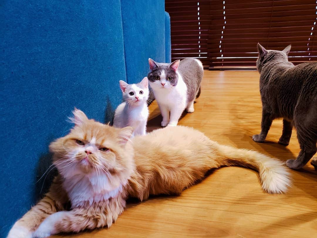 坂本詩緒里さんのインスタグラム写真 - (坂本詩緒里Instagram)「おはよう🐱  #猫のいる暮らし  #ねこすたぐらむ  #猫 #ねこ #にゃんこ  #ふわふわ  #もふもふ  #仲良し #家族 #かわいい #癒し #cat #cats  #catstagram」12月2日 10時17分 - jpba529
