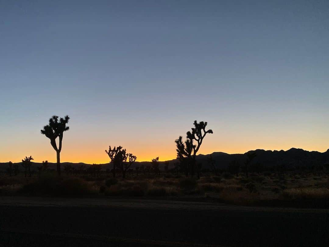 ハン・ヒョジュさんのインスタグラム写真 - (ハン・ヒョジュInstagram)「우연히 찾은 🐘  별 헤는 밤 ✨  Nov.2019 Joshua tree 📷 나 🎥 @sungchojeon」12月2日 10時48分 - hanhyojoo222