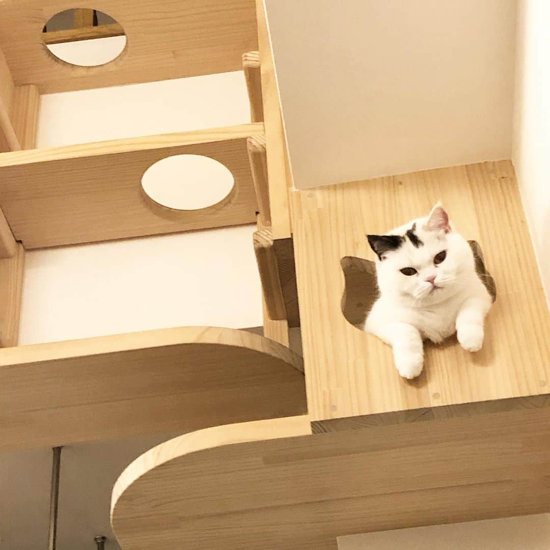 Chiyomame ちよまめのインスタグラム
