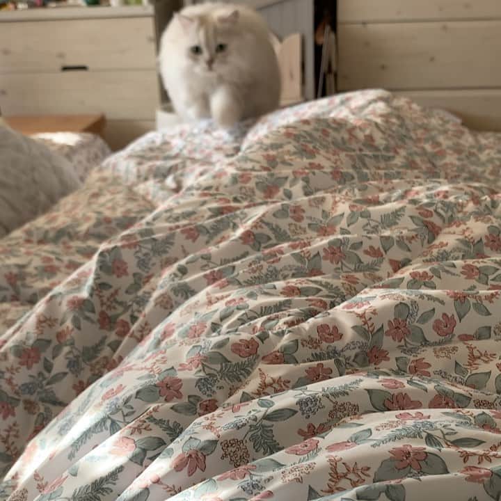 후추네큰언니のインスタグラム：「크넌니한정 개냥이 🥰 ㅋㅋ . . . . . .  #후추  #고양이  #냥스타그램 #캣스타그램  #Hoochu #Hoochuthecat #cat #cats #catstagram #catsofinstagram #topcatphoto #bestmeow #ilovecat #cute #fluffy #petstagram #instacats」