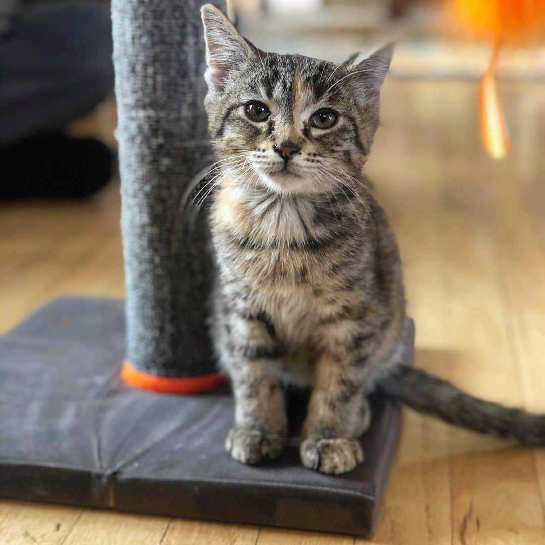 Coen, Ava, Reyさんのインスタグラム写真 - (Coen, Ava, ReyInstagram)「Welcome to the extended cat family, Mikaela! A big warm kitty welcome is in order for our new 12-week-old kitty cousin! 😻」12月2日 11時19分 - coen.rey