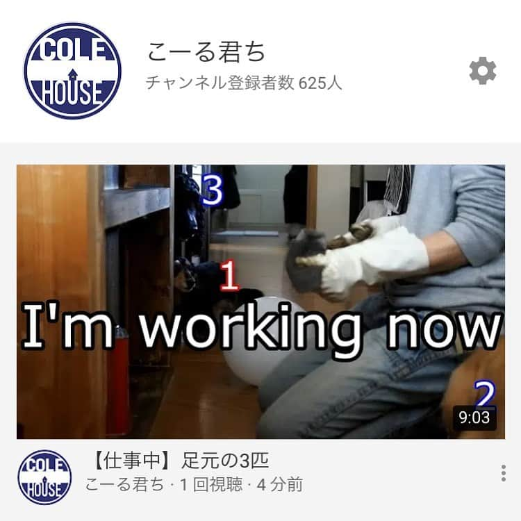 ともさんのインスタグラム写真 - (ともInstagram)「チャンネル登録者数625人🎊ありがとうございます🙇🏻‍♀️ 頻繁にチェックし過ぎると、1人増えて1人減った…という事にも気付いちゃうので😂動画をアップする時の楽しみにする事にしました❤️ * 今日の動画は、掘り出し物で、本当は棚を作るdiy動画だったのですが、私の足元を撮っていたカメラの3匹が可愛すぎたので別動画にしました😆 * あまりに可愛い。と思って当初ノーカットで作ったのですが、息子にあまりにも長い！と言われ編集し直しました💪🏼 * 私的には、かなりカットしたと思ったのですが、結果2分程しかカット出来てませんでした〜💧これは恐らく息子からのダメ出し間違い無し〜😂 * 高評価👍🏼コメント📝宜しくお願いします〜🙇🏻‍♀️ * #YouTube #search #colehouse #検索 #こーる君ち #ゴールデンレトリバー #こーる君12歳 #ダックス #くーちん12歳 #イングリッシュコッカースパニエル #ルッちん2歳」12月2日 11時50分 - tomowithdog