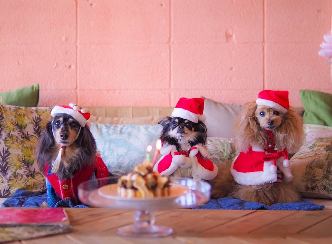 Toypoodle Mikuru?Asakusa Tokyoのグルメインスタ