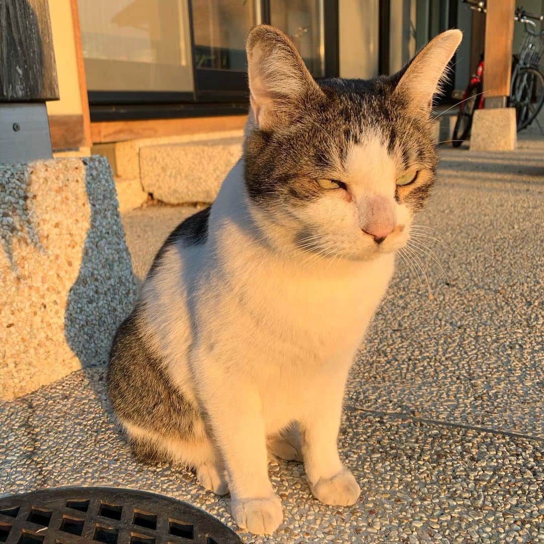 やふさんのインスタグラム写真 - (やふInstagram)「夕陽を浴びてカッコいい京太を撮るぞ！→ショボボーン→キリッ→再びショボボーン→白目… . #cat #neko #catlovers #catsofinstagram #catstagram #instacat #猫 #ねこ #ネコ #保護猫 #京太」12月2日 12時11分 - kyafy
