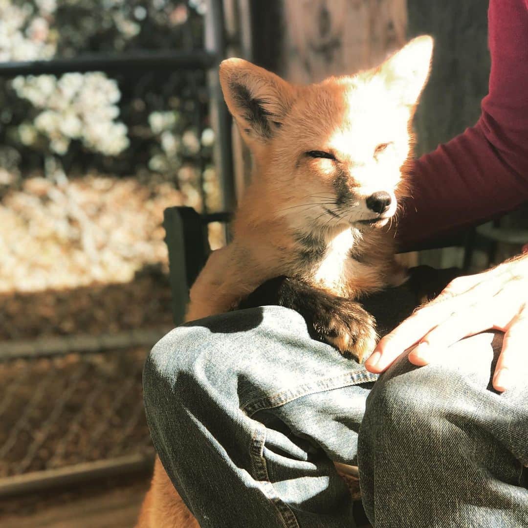 Rylaiさんのインスタグラム写真 - (RylaiInstagram)「Weekend Foxy Encounters!!! Viktor  did not disappoint.... new toys, new scratches, more laughs with new friends!! Thank you to our new Friends for your support!! . We only have one available encounter time slot for the rest of the year: Dec 23...... . Gift an encounter and rock the New Year with a memorable experience!! . . Want to send Viktor and his friends a Christmas present? Check out his list on Amazon (PM for list details)! . . . . #bestest #animalencounters #viktorshow #lovefoxes #uniquegift #perfectgift #redfox #vulpes #russiandomesticatedfox #russianfox #domesticatedfox #foxy #giftanencounter #conservation #sandiego #socal #scratches #friends #holiday #gifts #supportlocal」12月2日 12時16分 - jabcecc