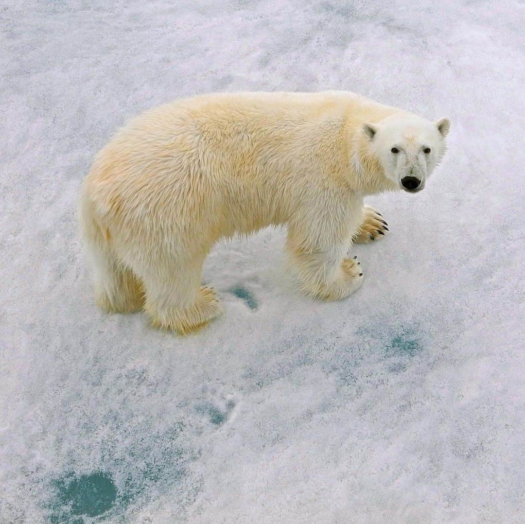 アメリカ自然史博物館さんのインスタグラム写真 - (アメリカ自然史博物館Instagram)「Let the polar bear (Ursus maritimus) greet you into the month of December! A close relative of the brown bear, the polar bear has evolved specialized features to thrive in the Arctic. For example, females produce fatty milk that boosts their cubs’ growth, energy, and fat insulation, which helps the baby bears survive Arctic temperatures. Beyond rich milk, other advantageous traits include water-repelling guard hairs and dense underfur to ward off a chill after swimming between ice floes and broad feet to help distribute their weight on the ice and serve as paddles to propel their massive bodies through water. Photo: Pintari」12月2日 12時34分 - amnh