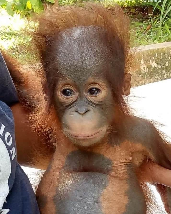 OFI Australiaさんのインスタグラム写真 - (OFI AustraliaInstagram)「Little Jezza is the newest infant to arrive at OFI's Care Centre. He is a victim of the horrendous recent fires in Borneo. He is  around 10 months old. This photo was taken on the day he arrived. Such sad eyes after losing his Mum. Heartbreaking 😢 ________________________________ 🐒 OFIA Founder: Kobe Steele 💌 kobe@ofiaustralia.com | OFIA Patron and Ambassador: @drbirute @orangutanfoundationintl |  www.orangutanfoundation.org.au 🐒  #orangutan #orphan #rescue #rehabilitate #release #BornToBeWild #Borneo #Indonesia #CampLeakey #orangutans #savetheorangutans #sayNOtopalmoil #palmoil #deforestation #destruction #rainforest #instagood #photooftheday #environment #nature #instanature #endangeredspecies #criticallyendangered #wildlife #orangutanfoundationintl #ofi #drbirute #ofi_australia #ofia #FosterAnOrangutanToday」12月2日 12時41分 - ofi_australia