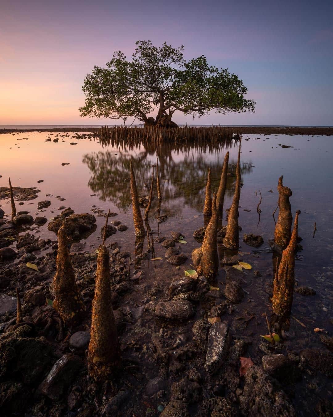 Canon Asiaのインスタグラム：「Enhance your landscape shots by framing your composition with an interesting foreground like what @priantopuji did! This adds depth to your photo and visually guides 👀 attention to the subject in the background as well. Learn more tips on landscape photography, link in bio! ⁣ ⁣📷 Image by @priantopuji shot using the Canon EOS 6D Mark II | Canon EF 16-35mm f/2.8L II USM | f/14 | 13s | ISO 50 | 16mm ⁣ ⁣Want your photos to be featured too? Tag them with #canonasia or submit them on My Canon Story, link in bio! ⁣ ⁣#canonasia #photography #reflection #reflectionphotography #mangrove #landscape #landscapephotography #longexposure #indonesia」