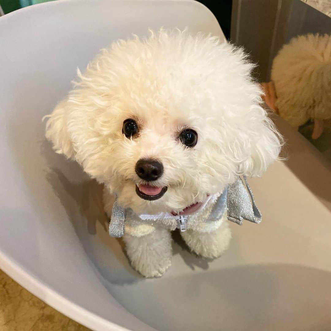 Salt&Heartさんのインスタグラム写真 - (Salt&HeartInstagram)「이번주말 #펫케어페스티벌 간다‼️ 우런니 오랜만에 일안한다고 신나서 나도 데리고 놀러간대요😆 나는 #도넛도넛 부스에 있을거구  우런니는 아마 여기저기 돈쓰러댕길거에용♥️」12月2日 14時01分 - trio_maison