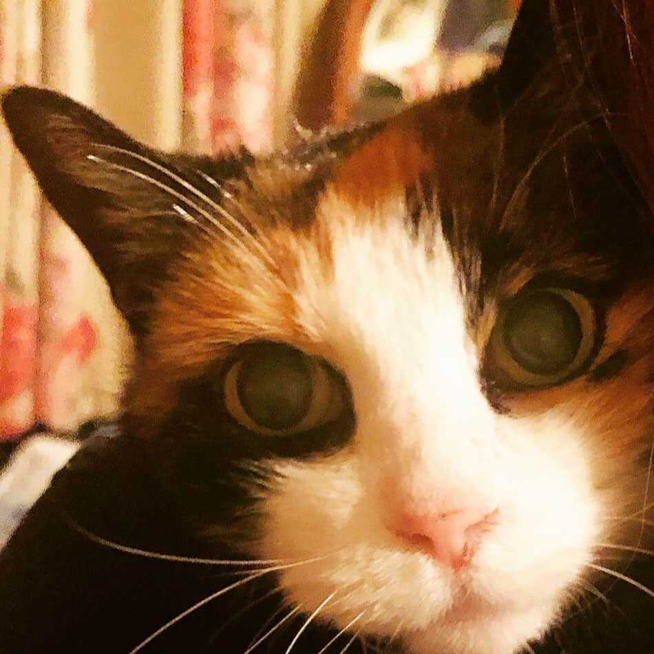 門倉聡のインスタグラム：「新人。 家に慣れてきて子猫のように親追いしてる。 時々外が気になるようで「あ〜け〜て〜」が始まるけどまだ隔離だからそうもいかず、部屋で座ると隣にきてゴロゴロ😻 他の子達は最近は仕事を朝までやっても「もう寝ましょう」は無くなったけど、久々にこの子に言われた笑 他の子達はもう自然にいる事を受け入れているようで、あと10日は隔離だけど、大丈夫そう。 #ねこ　#ねこすたぐらむ #ねこと暮らす #cat #catstagram」