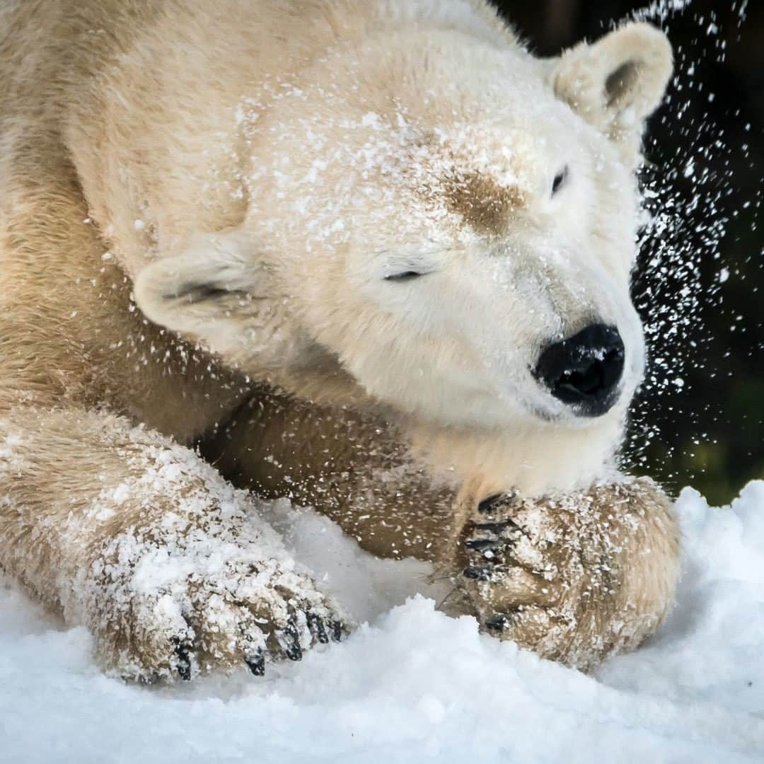 San Diego Zooさんのインスタグラム写真 - (San Diego ZooInstagram)「❄ Sweepstakes Alert ❄ To celebrate Jungle Bells presented by @calcoastcu, we’re giving away an Inside Look: Twilight Tour for 4 (plus admission) to one random lucky winner.  Here’s how it works: For the next 4 Mondays we’ll be posting a hidden message in our Instagram captions. Be sure to hit SAVE on these #sdzJungleBells posts. The final clue will be posted on Monday 12/23, and you’ll have 24 hours to revisit those saved posts and comment with the hidden holiday message. Let the festive fun begin!  Of the 19 populations of polar bears, those living in the southernmost seasonal ice habitats (farthest from 𝗦𝗔𝗡𝗧𝗔’𝗦 northern abode) are the most endangered. Longer ice-free seasons push these populations to the limits of their fat reserves and make it harder for individuals to survive. #sandiegozoo #sweepstakes *by entering you agree to these terms: sdzoo.com/SweepsTerms 📷 Helene Hoffman」12月3日 2時01分 - sandiegozoo