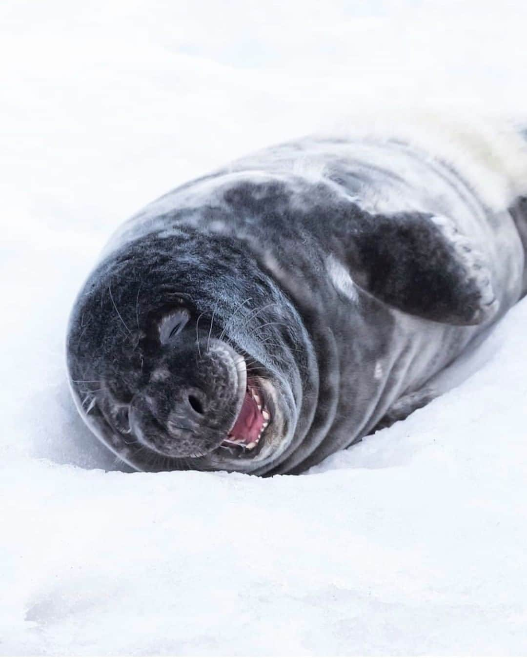 Discoveryさんのインスタグラム写真 - (DiscoveryInstagram)「“Rolling on the snow laughing.” 🤣 📸 + caption by Ossi Saarinen (@soosseli) . . . . #adventure #travel #nature #photography #photooftheday #naturephotography #instagood #wildlifeIG #explore #naturelovers #lol #snow #funny #laughing #seal #babyseal #winter」12月3日 2時03分 - discovery