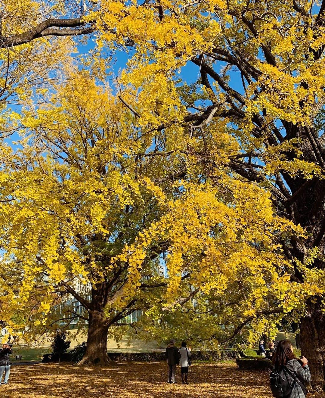 PIMTHAさんのインスタグラム写真 - (PIMTHAInstagram)「It's gonna be just you and me Under that yellow tree. 💛」12月3日 2時03分 - pimtha