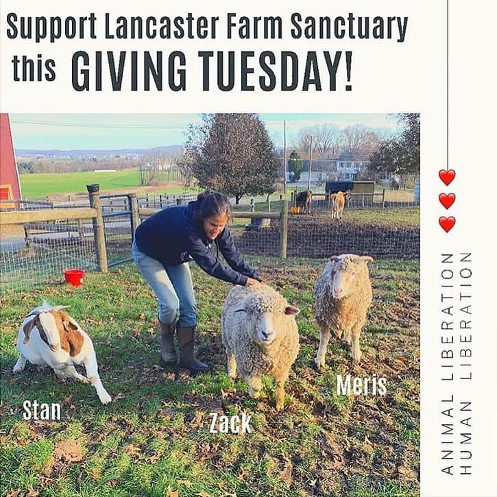 ミーナ・スヴァーリさんのインスタグラム写真 - (ミーナ・スヴァーリInstagram)「I cannot gush enough about this absolutely magical place!!! @lancasterfarmsanctuary is truly a little piece of #heaven. I am so grateful to have been able to visit all of these amazing women and the precious animals they look after. I truly had one of the best times of my life. Getting to make new friends and to also celebrate in the magnificent thing that is life. So many of these babies JUST made it. They were destined for slaughter or simply left to the side to die, because they weren’t “good enough”. No loving thing deserves such callous inconsideration. If you’re in the area in #Pennsylvania, I encourage you to make your life better by visiting this glorious sanctuary. And if you can’t make it, tomorrow is #GivingTuesday and you can show your love for them that way!  Sending you all magical blessings today and I’ll post more photos and videos in my story! ✨✨✨✨✨✨✨✨✨✨✨✨✨✨✨✨✨✨✨ #MagicalMonday #MondayMotivation #MercyMonday」12月3日 0時34分 - menasuvari