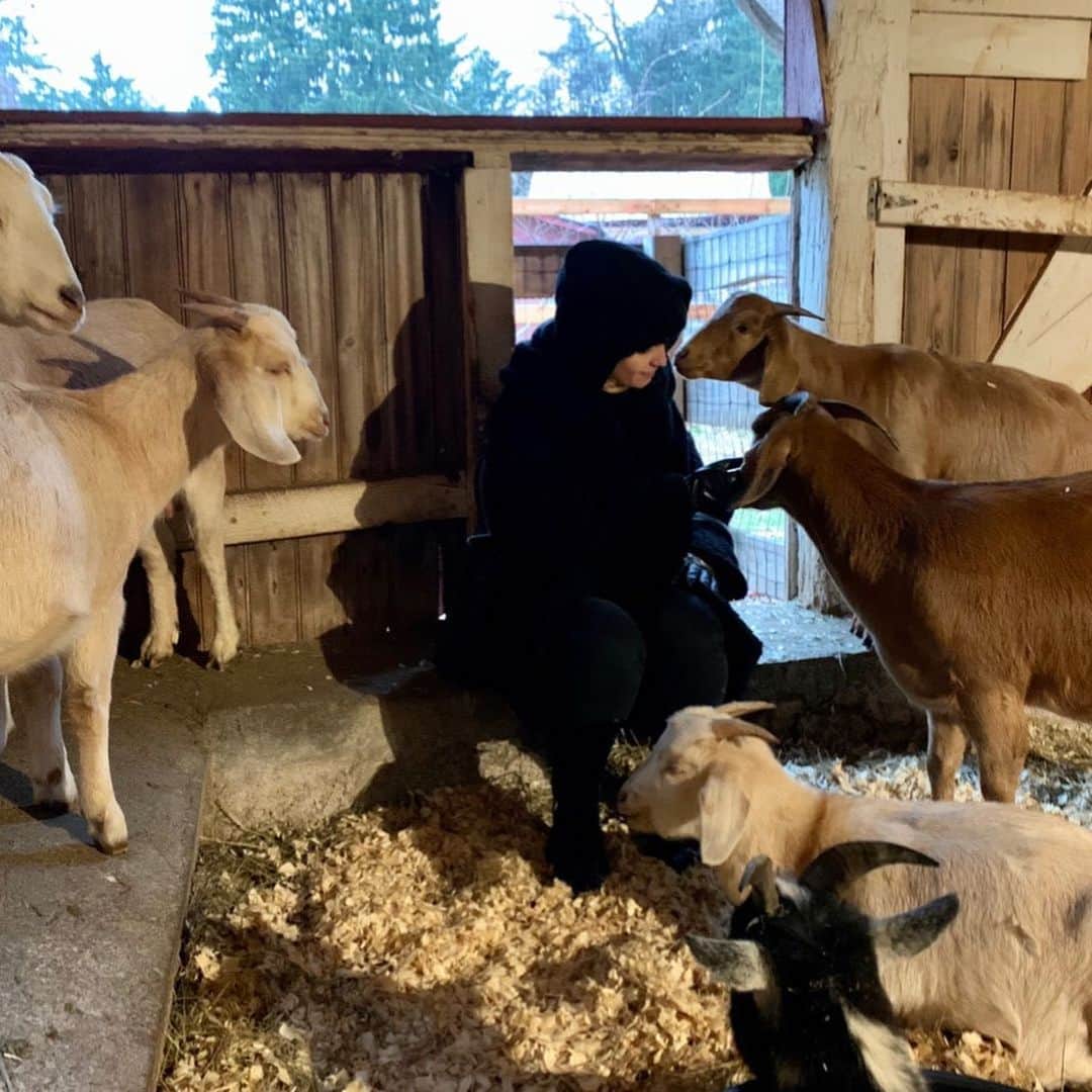 ミーナ・スヴァーリさんのインスタグラム写真 - (ミーナ・スヴァーリInstagram)「I cannot gush enough about this absolutely magical place!!! @lancasterfarmsanctuary is truly a little piece of #heaven. I am so grateful to have been able to visit all of these amazing women and the precious animals they look after. I truly had one of the best times of my life. Getting to make new friends and to also celebrate in the magnificent thing that is life. So many of these babies JUST made it. They were destined for slaughter or simply left to the side to die, because they weren’t “good enough”. No loving thing deserves such callous inconsideration. If you’re in the area in #Pennsylvania, I encourage you to make your life better by visiting this glorious sanctuary. And if you can’t make it, tomorrow is #GivingTuesday and you can show your love for them that way!  Sending you all magical blessings today and I’ll post more photos and videos in my story! ✨✨✨✨✨✨✨✨✨✨✨✨✨✨✨✨✨✨✨ #MagicalMonday #MondayMotivation #MercyMonday」12月3日 0時34分 - menasuvari