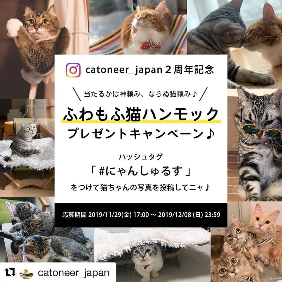 リプリー王子さんのインスタグラム写真 - (リプリー王子Instagram)「2019.12.03 #1203ripleyn 憧れのハンモック😻 欲しいです！ . **************************** . #Repost @catoneer_japan with @get_repost ・・・ ✨プレゼントキャンペーン✨ 猫ちゃん大喜びの「ふわもふ猫ハンモック」 #一生モノの猫ハンモック #ふわもふ猫ベッド * * ■販売２周年記念■ ヨーロッパ地中海生まれ「一生モノの猫ハンモック」と、まるで雲の上のような「ふわもふ猫ベッド」は猫ちゃんのために開発されたベッドです！ * * 「ふわもふ猫ベッド」を「一生モノの猫ハンモック」に乗せるだけで、「ふわもふ猫ハンモック」に大変身しちゃいます♪ * * 商品をモニターしていただける猫ちゃんを募集いたします！ * * ■プレゼント内容■ 特賞　「 一生モノの猫ハンモック」、「ふわもふ猫ベッド」のセット × 5名様 副賞①　「ふわもふ猫ベッド」 × 3名様 副賞②　「 一生モノの猫ハンモック」 × 3名様 * * ※カラーはお選びいただけませんので予めご了承下さい * * ■応募方法■ ①@catoneer_japan アカウントをフォロー﻿&いいね ②ハッシュタグ #にゃんしゅるす ﻿をつけて猫ちゃんの画像を投稿 * この２点のみ！ さらに﻿﻿ ・リポストorスクショ＋指定タグ付け投稿﻿﻿ で当選確率アップ✨ 期間中であれば、スクショ＋指定タグ付け投稿﻿﻿は何度していただいても大丈夫です！ * * 指定タグ↓﻿﻿ * @catoneer_japan #にゃんしゅるす * * ■応募条件■ ﻿﻿ ・フォローしていただいている方﻿﻿ （これからフォローしていただける方も﻿﻿ 大歓迎です☺️﻿﻿ ）﻿﻿ ・猫ちゃんの飼い主様 ・#にゃんしゅるす4コマ に猫ちゃんが出演してもよい方 ・当選後、ご自身のアカウントに﻿﻿て猫ちゃんの様子の投稿をお願いできる方 ・ご自身のアカウントが公開中であること﻿﻿ ・国内にお住いの方﻿﻿ ﻿ * * ■応募期間・当選発表方法■ ﻿﻿ ・2019/11/29(金) 17:00 ～ 2019/12/08 (日) 23:59 ・応募期間終了後、当選者様には（Instagram「@catoneer_japan」) よりDMでご連絡させていただきます。﻿﻿ * * この機会に、たくさんの方に﻿﻿ #一生モノの猫ハンモック、#ふわもふ猫ベッドを﻿﻿知っていただければ幸いです☀️ * * 当選後の猫ちゃんは、#にゃんしゅるす4コマ にも掲載させていただきます！ * * たくさん飼い主様からのご応募﻿﻿お待ちしております✨﻿﻿ * * @catoneer_japan * 公式HPリンクよりご確認いただけます☺️） * * * * * * * #プレゼント企画 #モニター ﻿﻿#懸賞情報 #モニター募集 #モニターキャンペーン﻿﻿ #キャンペーン﻿﻿ #プレゼントキャンペーン * * #猫4コマ #猫ハンモック #catoneer #4claws * * #猫 #ねこ部 #ねこすたぐらむ #ふわもこ部 #ペコねこ部 #ねこ好き #ねこもふ団 #みんねこ#ふぉろーみー#いいねしてね#フォローお願いします * * * * ・抽選結果に関するお問い合わせはお受けできませんので予めご了承ください。﻿ ・プロフィールを非公開設定にされている方は、応募対象外になりますのでご注意ください。﻿ ・当選のご連絡から期日までにご連絡がない場合や当選者のご都合により賞品をお渡しできない場合は、当選の権利を失効とさせていただきます。﻿ ・応募したInstagramのアカウントを削除したり、フォローを解除すると、当選権利が無効となります。また、期間中にアカウント名を変更しないでください。﻿ ・ 個人情報の利用目的について﻿ 本キャンペーンにてご応募頂いたお客様の個人情報は、当社が厳重に管理し、賞品などの発送・提供および食品事業における商品・サービスの開発のために利用させて頂きます。また、個人を特定しない形でのサービス向上のための統計データとして利用させて頂きます。 なお、これらの事業の委託に必要な範囲で委託先に提供する場合を除き、個人情報をお客様の同意なしに第三者提供することは有りません。 ただし、法令に基づいて開示請求された場合はこの限りではありません。﻿ ・本キャンペーンは、Instagramが支援・承認・運営・関与するものではありません。﻿」12月3日 0時49分 - ripleyn