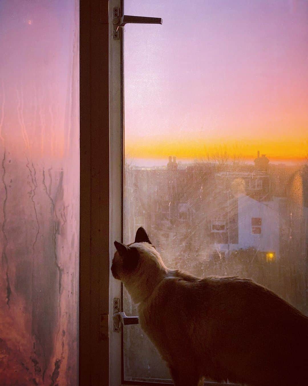 Tea and sittingのインスタグラム：「The window needs replacing but it’s still a good view...💞」