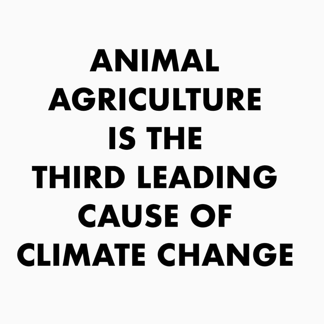 モービーさんのインスタグラム写真 - (モービーInstagram)「Today is the start of #cop25 in Madrid. And, not surprisingly, there are almost no serious mentions of animal agriculture in any of the literature, seminars, sessions, etc, even though animal agriculture is the third leading cause of the #climateemergency . Ignoring the role of meat and dairy in the #climateemergency is like ignoring the role of tobacco in lung cancer.  @unfccc @greenpeace @350org @eucouncil @extinctionrebellion #climatejustice @gretathunberg @xr_youth @climatereality #brightergreen @climatesavemovement @nasaclimatechange @usclimatestrike @globalclimatestrike @climatestrike @greenpeaceuk @greenpeaceusa @laclimatesave @cop25cl」12月3日 1時33分 - moby