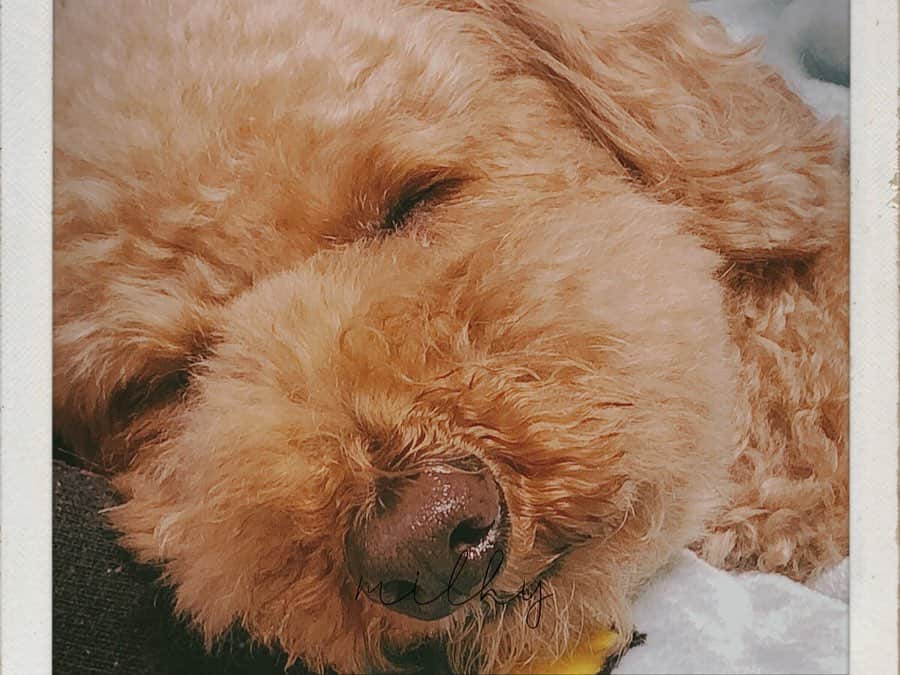 大須賀あみさんのインスタグラム写真 - (大須賀あみInstagram)「かわいいかわいい﻿ うちのワンコ🐶を載せときます﻿ ﻿ あー早く会いたいなぁ！﻿ ﻿ ﻿ 今日からまた新しい1週間﻿ がんばろうね☺︎🌈﻿ ﻿ #いぬすたぐらむ🐾 #いぬすたぐらむプードル #犬の寝顔」12月2日 17時06分 - osugaami_official