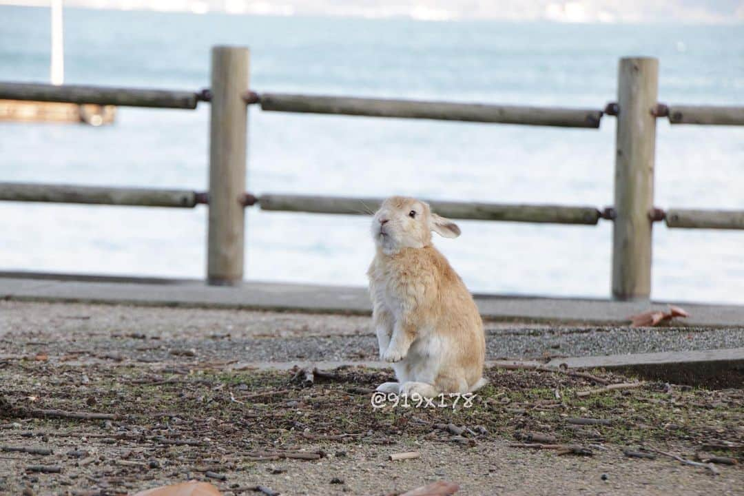 MaRi.Kさんのインスタグラム写真 - (MaRi.KInstagram)「大久野島から #けつようび ✨  今日はほんの短時間でしたが、 大久野島に行ってきました←今帰宅中。  風が強かったり、雨がパラついたり、 晴れたり、忙しい天気でしたが、 滞在時間は比較的動きやすくて助かりました✨  ちびっ子がたくさんいました✨ がんばっておっきくなるんだよ〜  #落ち葉のごちそうがたくさん #何も持ってないけど何かくれると思って寄ってくるんだね #靴の上に乗ってくれたちびっ子かわいい #とばっちりうさキック喰らいました😂」12月2日 17時09分 - 919x178_leuk