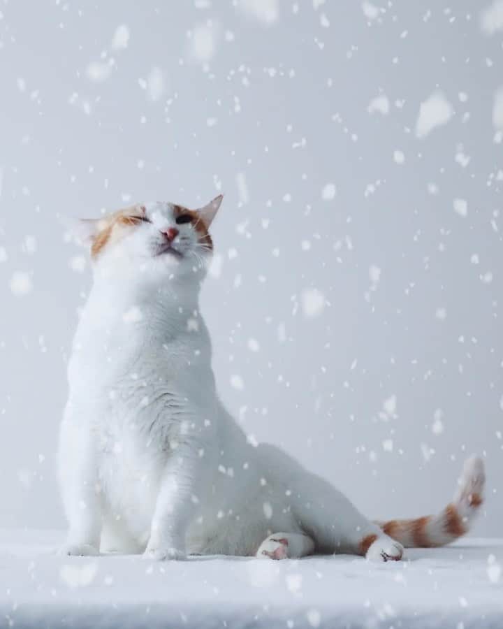 のインスタグラム：「・ ・ 小さい頃こうやって 降ってくる雪を食べたなぁ…❄️ ・  アナ雪2の ブルーニ風にしたかったけれど 最後はライオンキング風に…😂 ・ ・ ・  @thinkofadream_2  しまちゃん ご指導ありがとう❤︎ 私の場合は大雪だけれども たくさん雪を食べられて レイちゃんも大満足😻🤣 ・  #ねこのいる暮らし  #おうちねこ  #サラマンダー  #Bruni  #雪 #snowdays」