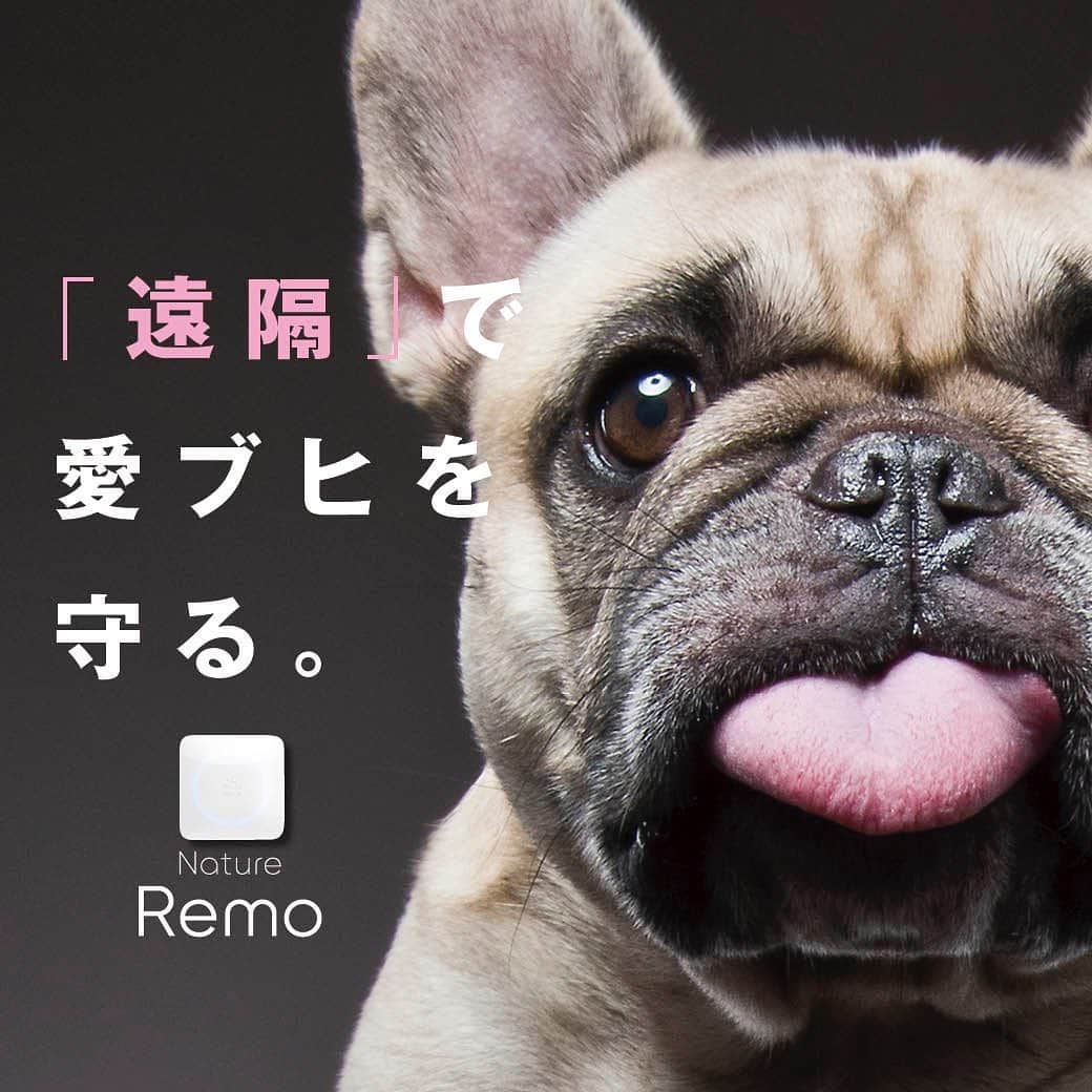 のインスタグラム：「【冬こそ危険な熱中症】外出先からエアコンの温度管理ができる「Nature Remo」がフレブルには欠かせない！〜遠隔で愛ブヒを守る〜 * 〈記事を公開中！〉 * 台風や地震による停電があいつぎ、安心して留守番させられる状況ではなくなってきました。 * 「もし、外出先からエアコンの温度管理ができたら…」そんな願いを叶えてくれる画期的なアイテムをご紹介しましょう！ * もう今までの日本とは違う。 * 様々な対策をアップデートしなければならない時代に突入しているのです。 * 詳しくはFrench Bulldog Lifeをチェック！ * #プロフィールからサイトに飛べます → @french.bulldog.life * #フレブルライフ#フレンチブルドッグ#フレブル#フレンチブル#ブヒ#Natureremo#frenchbulldoglife#BUHI#frenchbulldog#frenchie#dog#FBL#멍스타그램#프렌치불독#SpoiledFrenchie#frenchiephotos#daily_frenchie#frenchies1#法斗#法鬥#法国斗牛犬」