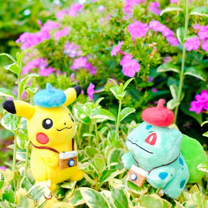 のインスタグラム：「【今日のピカチュウ】 フシギダネといっしょにお出かけ🎶 かわいいお花が咲いているね🌼💕 #pikachu #bulbasaur #pokemon #pikachu_snap #photooftheday #flower #autumn #fall #ピカチュウ #フシギダネ #ポケモン #お出かけ #花 #秋」