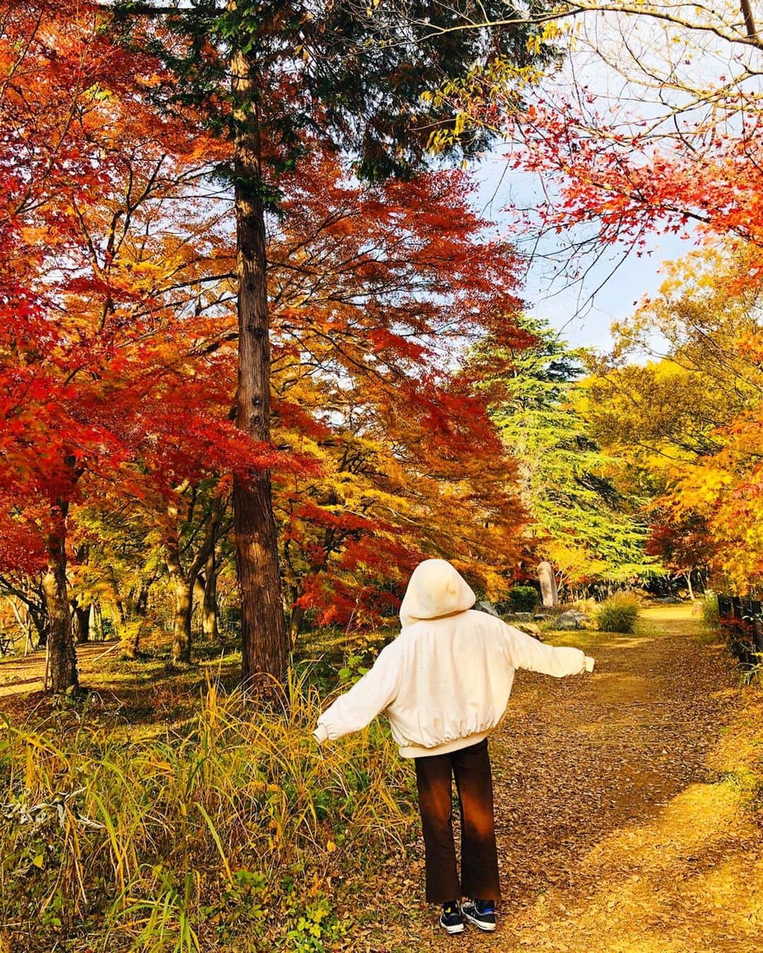 佐野千晃さんのインスタグラム写真 - (佐野千晃Instagram)「紅葉の時期にちゃんと紅葉を見に行ったのは初めてかも〜！﻿ ﻿ めちゃくちゃ綺麗🍁iPhone最強📱swipeして見て🍁﻿ ﻿ 自分の写真撮ってもらうよりも紅葉の写真撮るの必死なあたし←﻿ ﻿ あと1ヶ月で今年も終わりとか考えられない早過ぎるるるるるるるるる﻿ ﻿ そーしーてー！﻿ 先程ランスマの再再放送見てフォローしてくれた方々ありがとうございます！﻿ ﻿ フルマラソン芸能人最速女子を目指しております佐野千晃です！﻿ ﻿ ラン以外にも好きなもの投稿していきますのでこれからよろしくお願いいたします🥺﻿ ﻿ ストーリー更新率高めですがうざがらないでね🥺←﻿ ﻿ #natural #healthy #good #gilrs #gilr #cool #cute #ooted #selfie #self #face #スポーツ女子 #スポーツ #ハワイ #笑顔 #ひまわり #佐野千晃 #紅葉 #綺麗 #ランスマ #ありがとう」12月2日 18時03分 - sanochiaki810