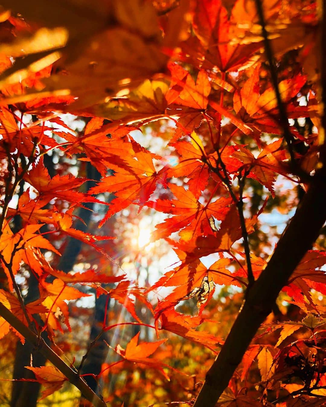 佐野千晃さんのインスタグラム写真 - (佐野千晃Instagram)「紅葉の時期にちゃんと紅葉を見に行ったのは初めてかも〜！﻿ ﻿ めちゃくちゃ綺麗🍁iPhone最強📱swipeして見て🍁﻿ ﻿ 自分の写真撮ってもらうよりも紅葉の写真撮るの必死なあたし←﻿ ﻿ あと1ヶ月で今年も終わりとか考えられない早過ぎるるるるるるるるる﻿ ﻿ そーしーてー！﻿ 先程ランスマの再再放送見てフォローしてくれた方々ありがとうございます！﻿ ﻿ フルマラソン芸能人最速女子を目指しております佐野千晃です！﻿ ﻿ ラン以外にも好きなもの投稿していきますのでこれからよろしくお願いいたします🥺﻿ ﻿ ストーリー更新率高めですがうざがらないでね🥺←﻿ ﻿ #natural #healthy #good #gilrs #gilr #cool #cute #ooted #selfie #self #face #スポーツ女子 #スポーツ #ハワイ #笑顔 #ひまわり #佐野千晃 #紅葉 #綺麗 #ランスマ #ありがとう」12月2日 18時03分 - sanochiaki810