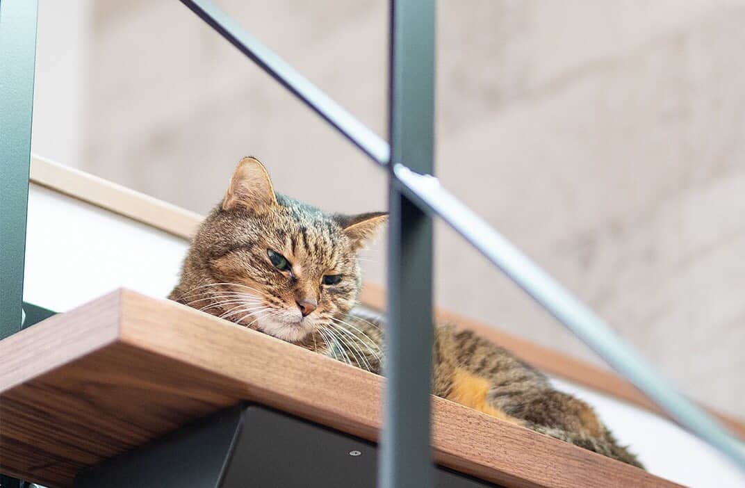 homelife 夢を叶える暮らし方のインスタグラム：「"【京都府・舞鶴市】 和の雰囲気に包まれながらお洒落にイタリアンを味わえる、イタリアンダイニング♪ 暖簾で仕切られた食卓は個室感があって落ち着きます 生パスタは7種のソースのバリエーションがあって「石焼きパスタ」は最後まで熱々で食べれておいしいと人気だそうです☺ @homelife_local では #homelife_京都 では京都のいいところを紹介していきます。みなさんの大好きな京都を教えてください。 . . #夕陽ヶ浦 #夕日ヶ浦海岸 #夕日 #絶景 #海岸  #日本海　#夕陽100選 #日本海 #夕焼け #サンセット #豊岡観光 #豊岡巡り #風景 #風景写真 #兵庫絶景 #兵庫海岸  #兵庫旅行 #兵庫観光 #兵庫旅 #そうだ兵庫行こう #観光 #旅行 #兵庫 #japan #japantrip #japantrip2019 #hyogo"」