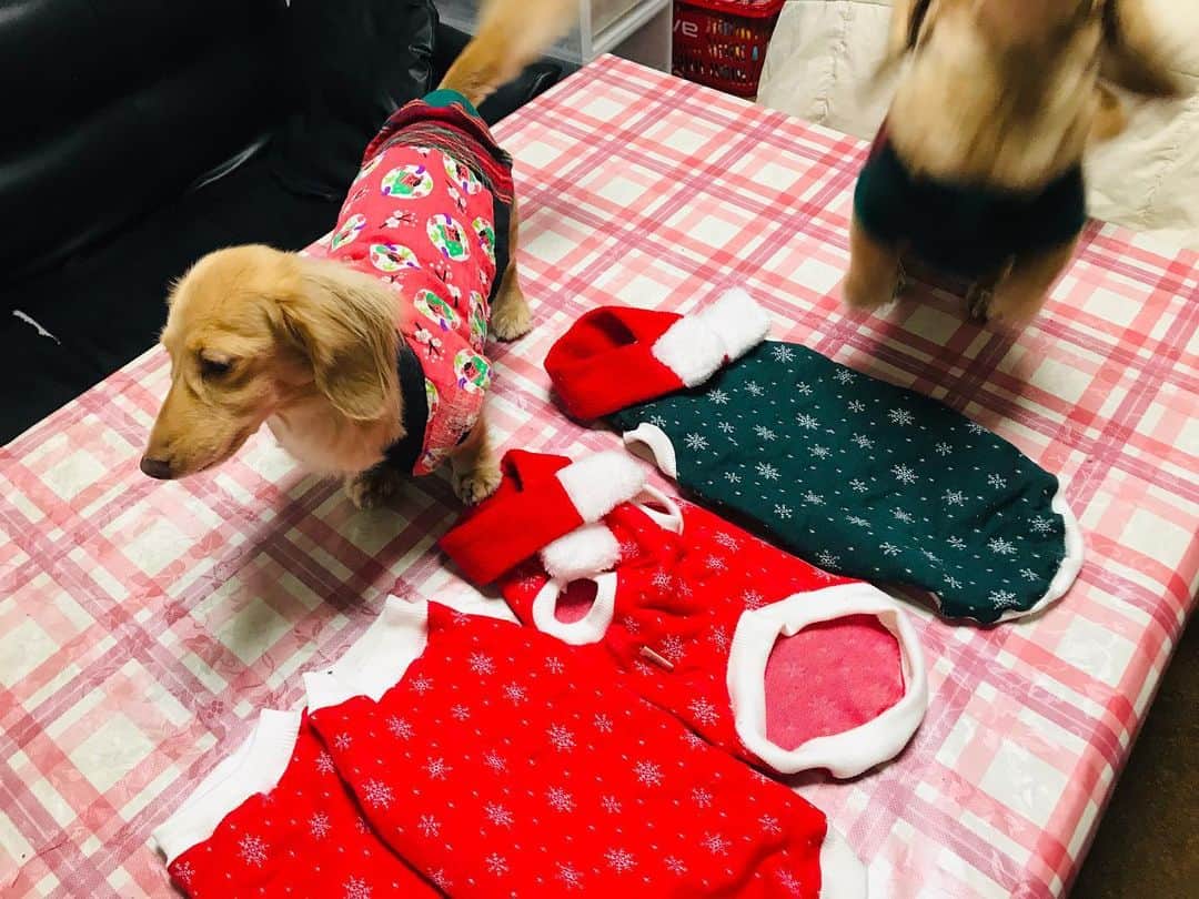 メルロコ一家の楽屋裏さんのインスタグラム写真 - (メルロコ一家の楽屋裏Instagram)「お出かけ準備着々。#まずは#赤レンガ#クリスマスマーケット#今度の週末#どんの服はグリーンです#メルロコ一家の横須賀ストーリー #ライブドアインスタブロガー」12月2日 18時43分 - merulocomocodon
