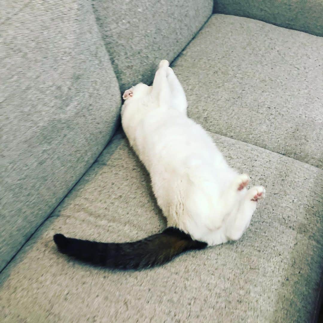 Siznaのインスタグラム：「#dura #cat #づら #猫 #sizna #雑種 #元地域猫 #ヅラ #ヅラ猫 #ヅラ猫部 #にゃんスタグラム #猫変態を増やそうの会 #猫？」