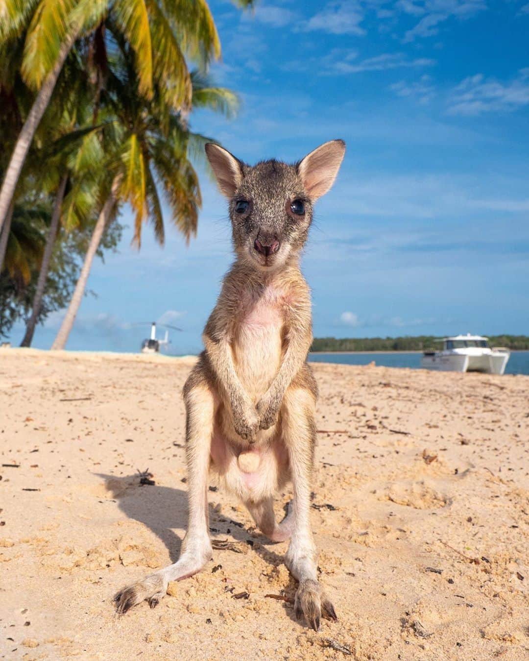 のインスタグラム：「“G’day and welcome to the #TiwiIslands, I’ll be your tour guide today!” 😊 @_markfitz met this friendly #wallaby when visiting @tiwiislandretreat in @ntaustralia recently, who he thinks is “quite possibly the cutest of all the local #wildlife”, and we’d have to agree! You can get to this part of @tourismtopend via a 30-minute flight from Darwin or a ferry that runs a few times a week. Our tip: Join the ‘Tiwi by Design cultural tour’ on #BathurstIsland to learn about Tiwi culture, and head to @munupiarts on #MelvilleIsland for traditional Aboriginal paintings or wood-carvings that make the perfect souvenirs.  #seeaustralia #ntaustralia #tourismtopend #wildlifephotography #weeklyfluff」